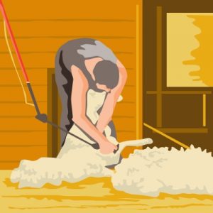 Shearing Sheep