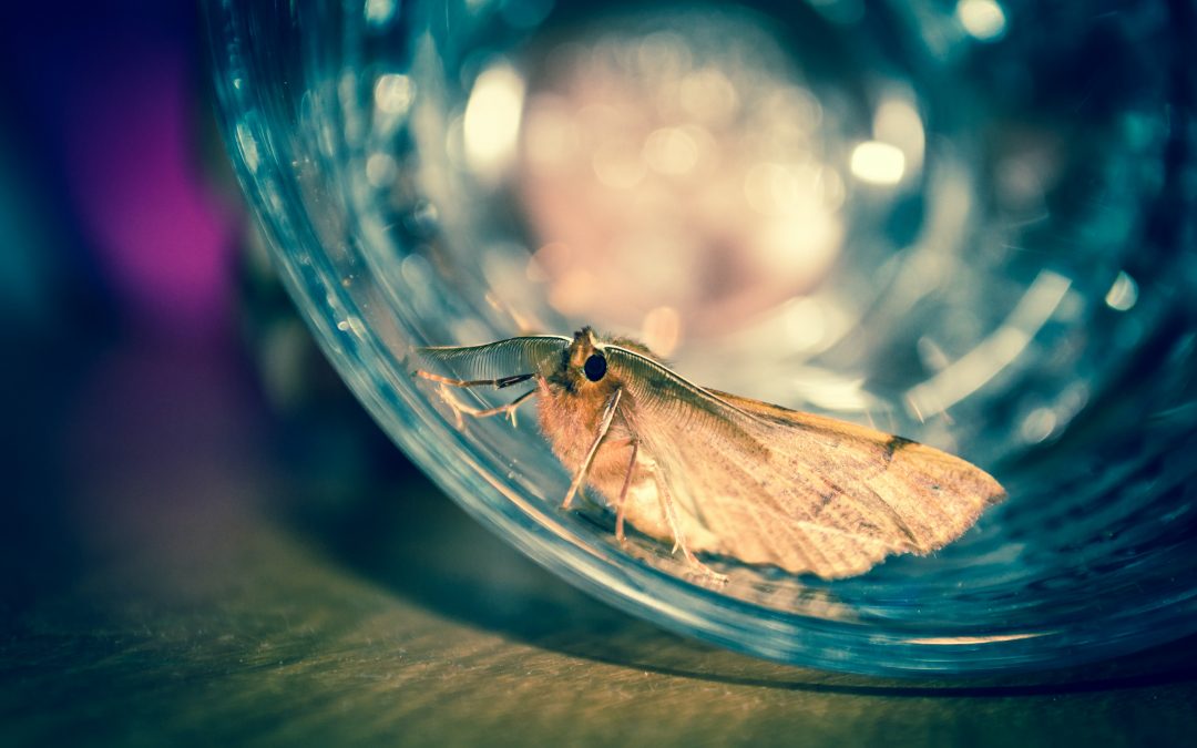 Stressed Out Moth in Glass Vase